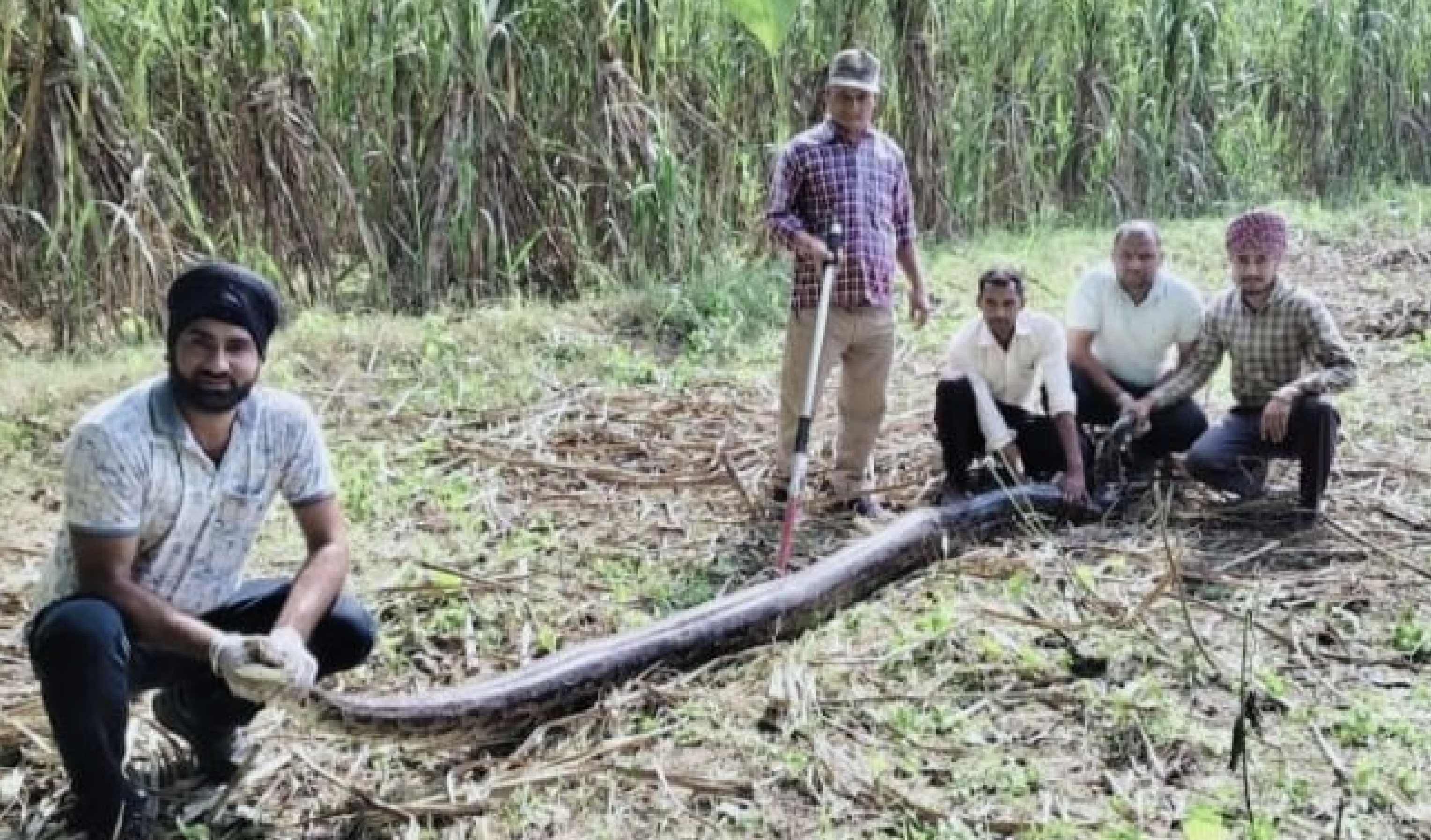 Forest Officer Injured During 12-Foot Python Rescue Operation in Laksar, Haridwar